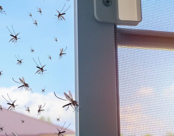 Τα πιο συνήθη έντομα που εμφανίζονται το καλοκαίρι